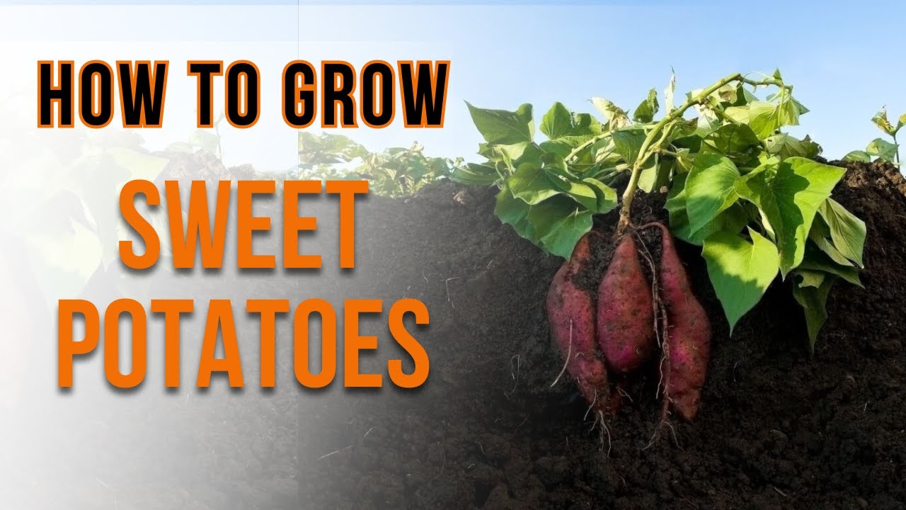 How to grow Sweet Potatoes