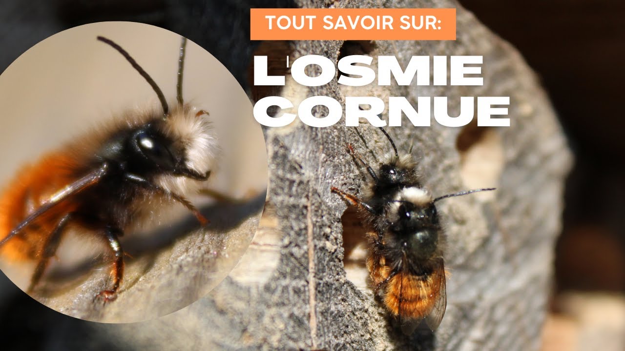 OSMIE CORNUE (Osmia cornuta)- des ABEILLES Maçonnes