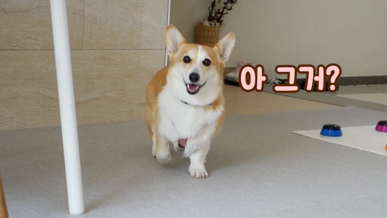 산책 나가는 김에 새로운 단어 배운 강아지