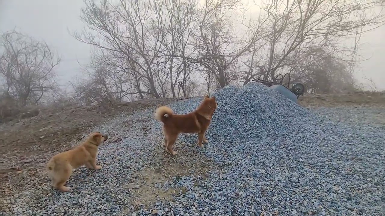 오랜만에 탄웅이 목줄을 풀어봤어요. 
