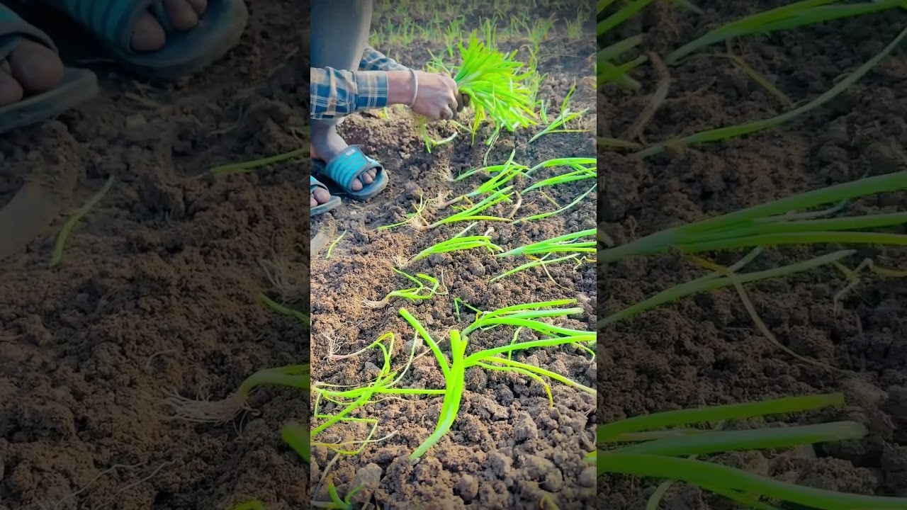 1 January 2025 #farming #onions #khatibadi #piyaj #kanda