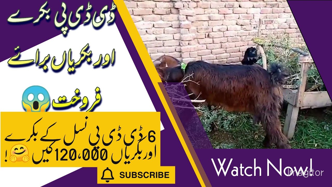 6 ڈی ڈی پی بکرے اور بکریاں  براۓ فروخت 120,000 کیں😁26.12.2022| DDP GOATS for sale|| ddp bakriyaan
