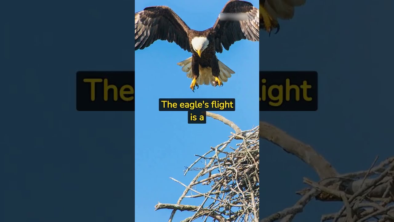 The Graceful Flight of Eagles #eagles #eagle #birds #bird #animal #animals #animalshorts #reels