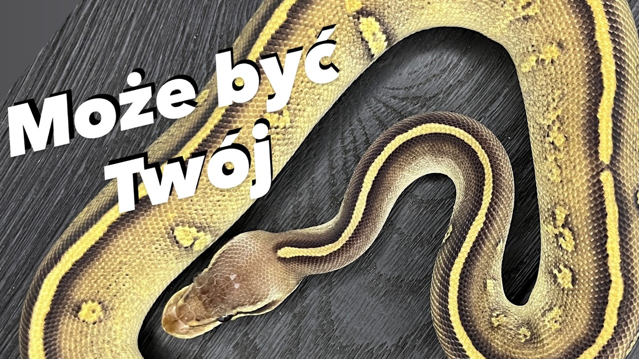 Ostatnie 11 Pytonów Królewskich Dostępnych Na Sprzedaż