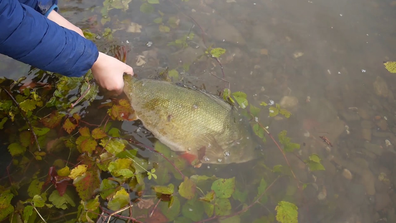 52er Barsch Release (Monsterbarsch, Gro&szlig;barsch, Perch)