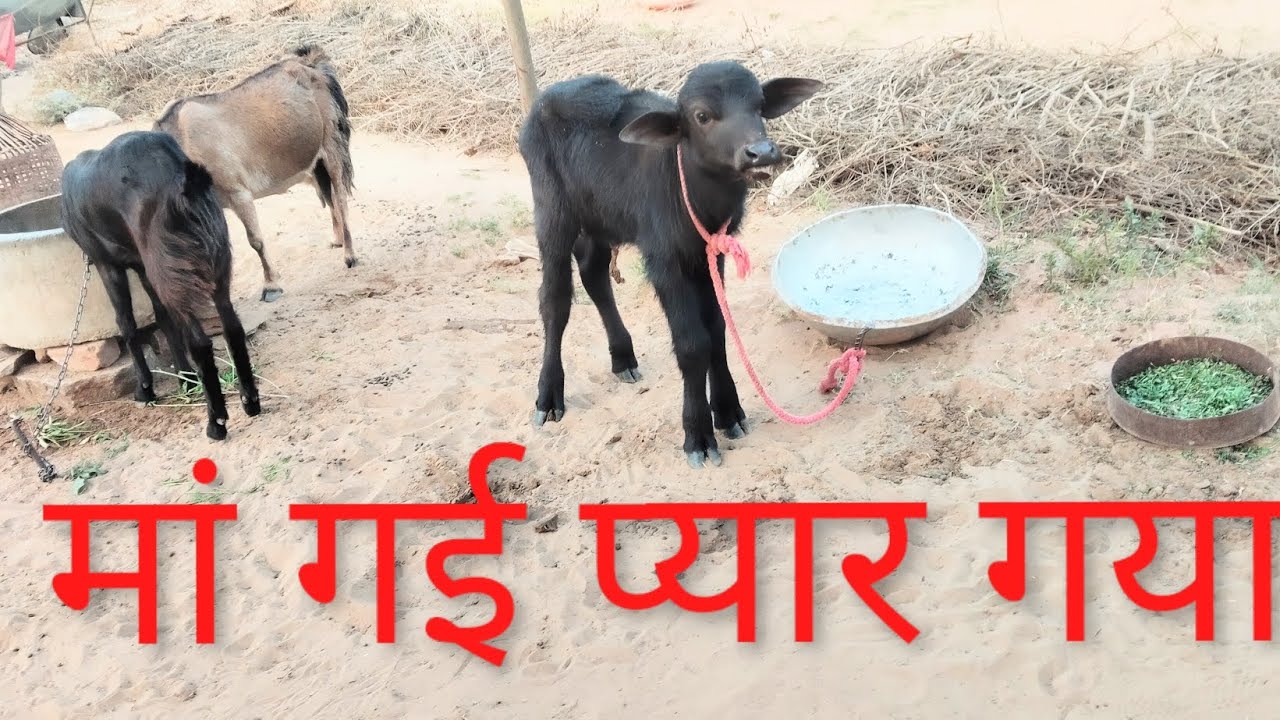 मां गई प्यार गया// Banwari Lal Shivrayan // Febuary:12 ,2026