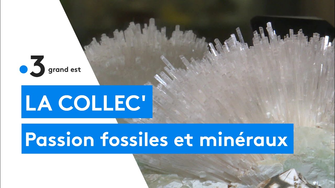 Collection : le passionné de fossiles et minéraux
