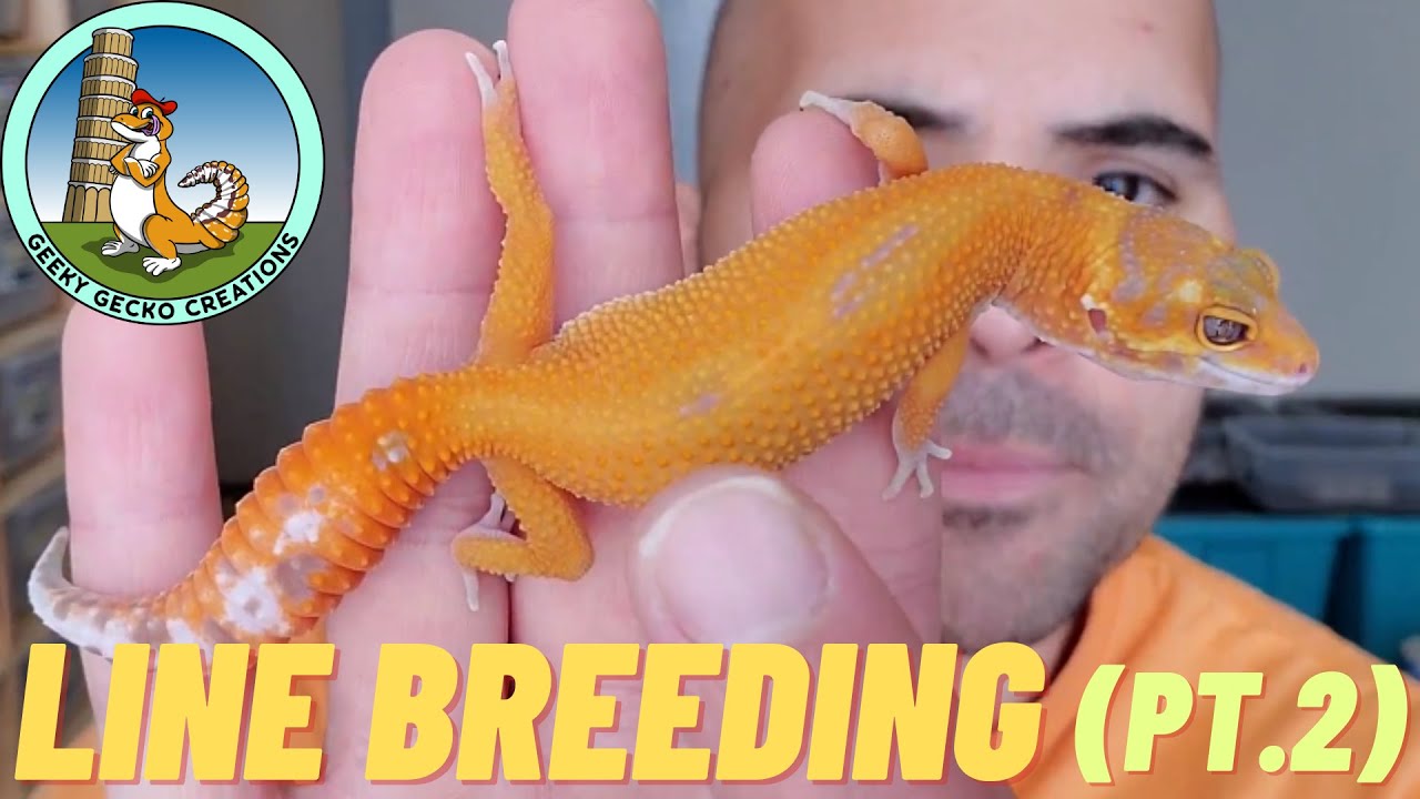 What is LINE BREEDING | Leopard Geckos (Pt.2)