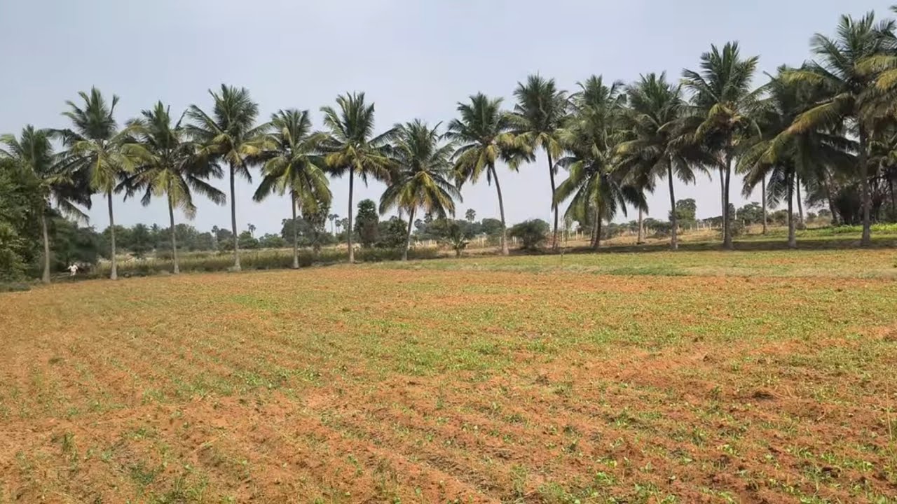 ஈரோடு (மா) கோபி (வ)நம்பியூர் அருகில் 2.56 ஏக்கர் தோட்டம் விற்பனை 9585376767#realeastate 