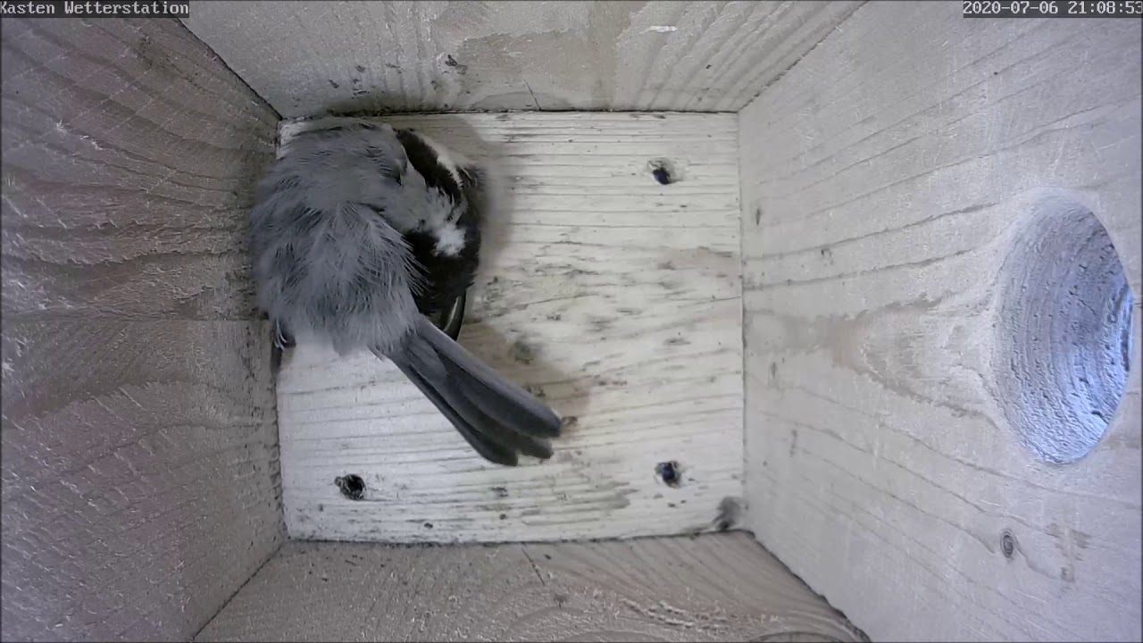 Die schlafende Kohlmeise ist zurück! 07.07.2020
