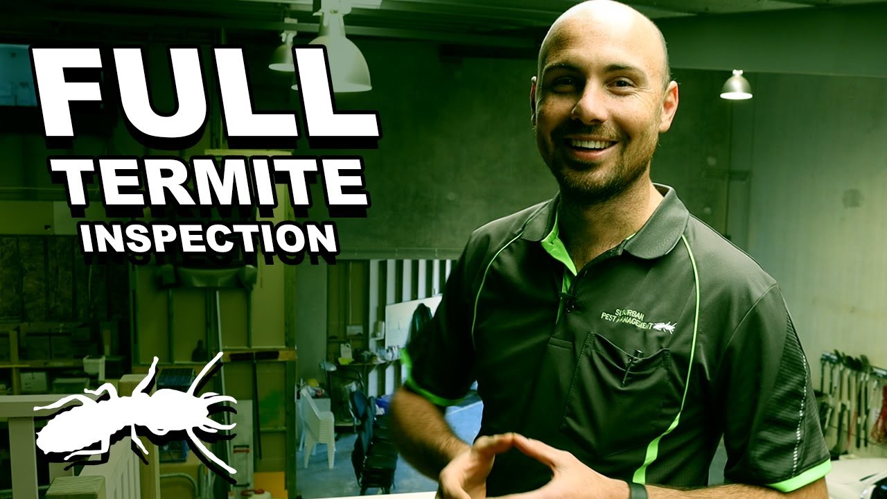 FULL TERMITE INSPECTION | Termite Inspection Online Offer | SPM