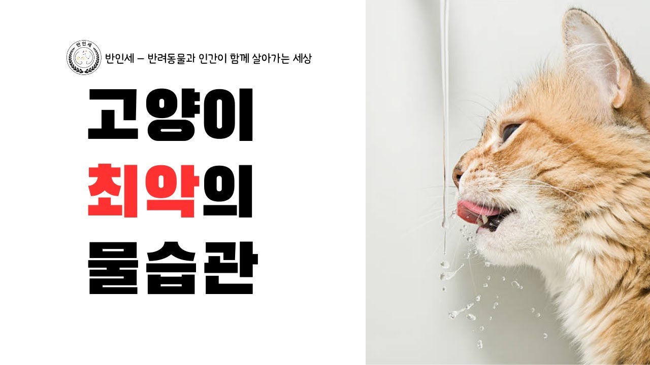 고양이 최악의 물습관 - 롱폼