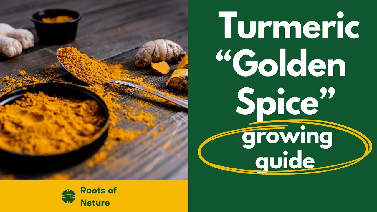 The Golden Spice: Benefits of Turmeric(curcuma longa) & How to Grow It Indoors