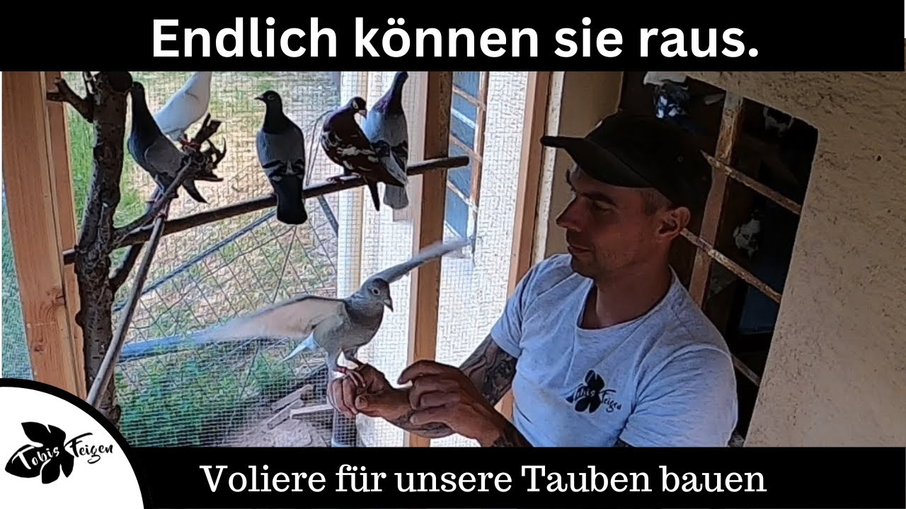 Voliere bauen | Tauben können raus