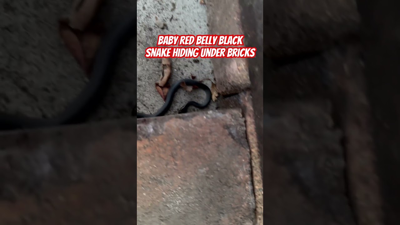 Baby red belly snake freaked out when I disturbed it