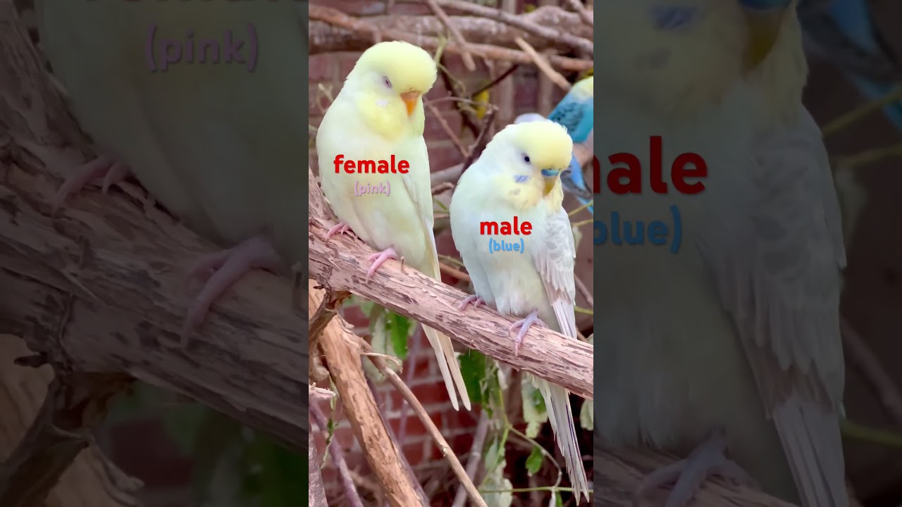 See the visual difference between males and females of budgerigars | Breeding Budgies #birds #bird