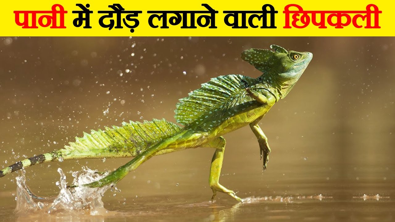जानवरों की ये काबिलियत देखकर होश उड़ जाएंगे | Most Amazing Abilities of Animals