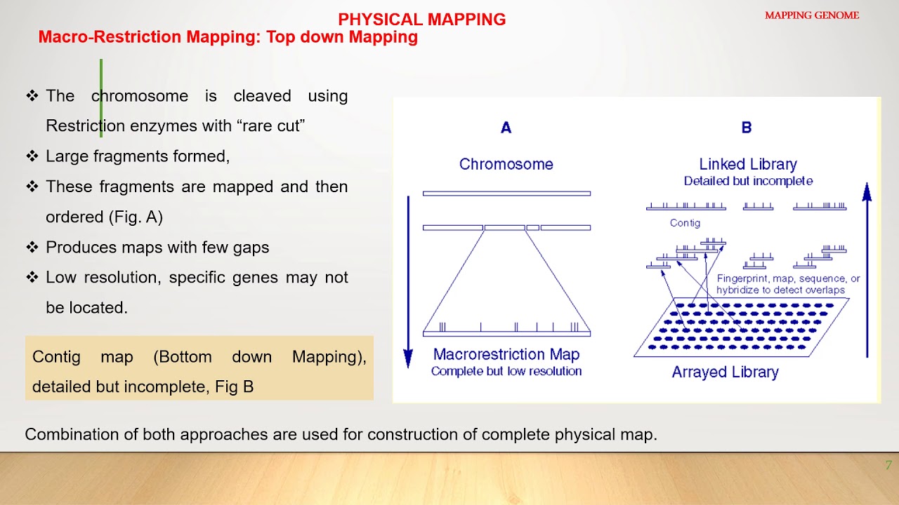 Mapping Genome Physical Mapping Restriction Mapping and FISH