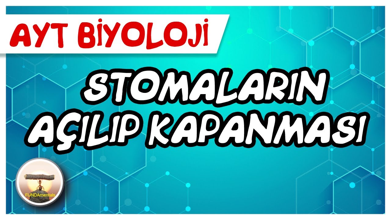 AYT Biyoloji | Stomaların Açılıp Kapanması / Terleme #sayfa204