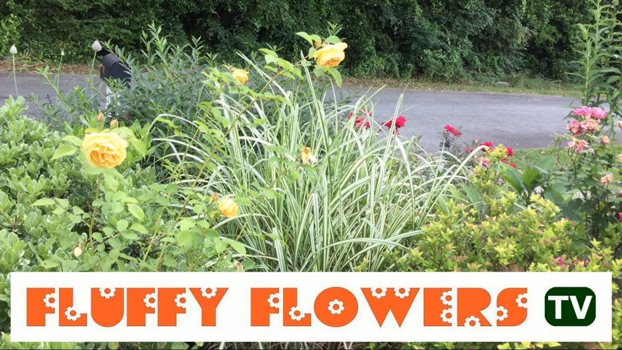 Peaceful Front Cottage Garden with kitty cat 2 minute tranquility