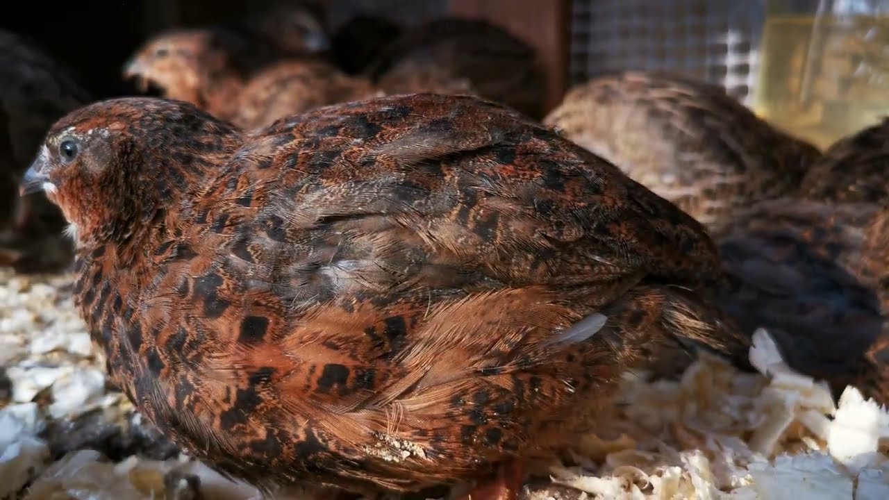 Quail 3 weeks old