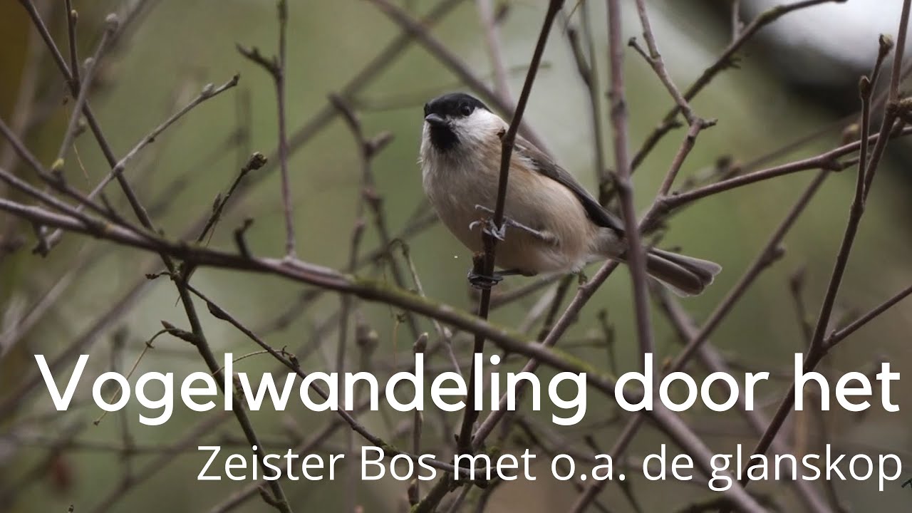 Vogelwandeling door het Zeister Bos #1501