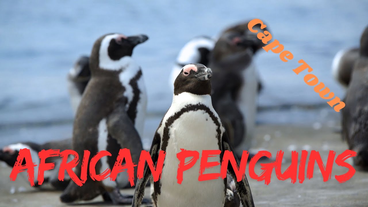The African Penguins of Cape Town (maybe the cutest animals in the world)?