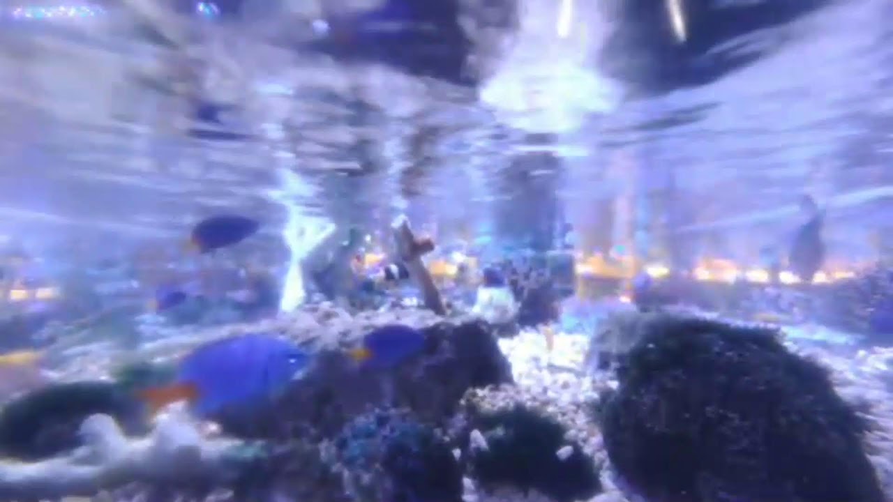 日海センター　水槽 or 駐車場の様子　ライブ