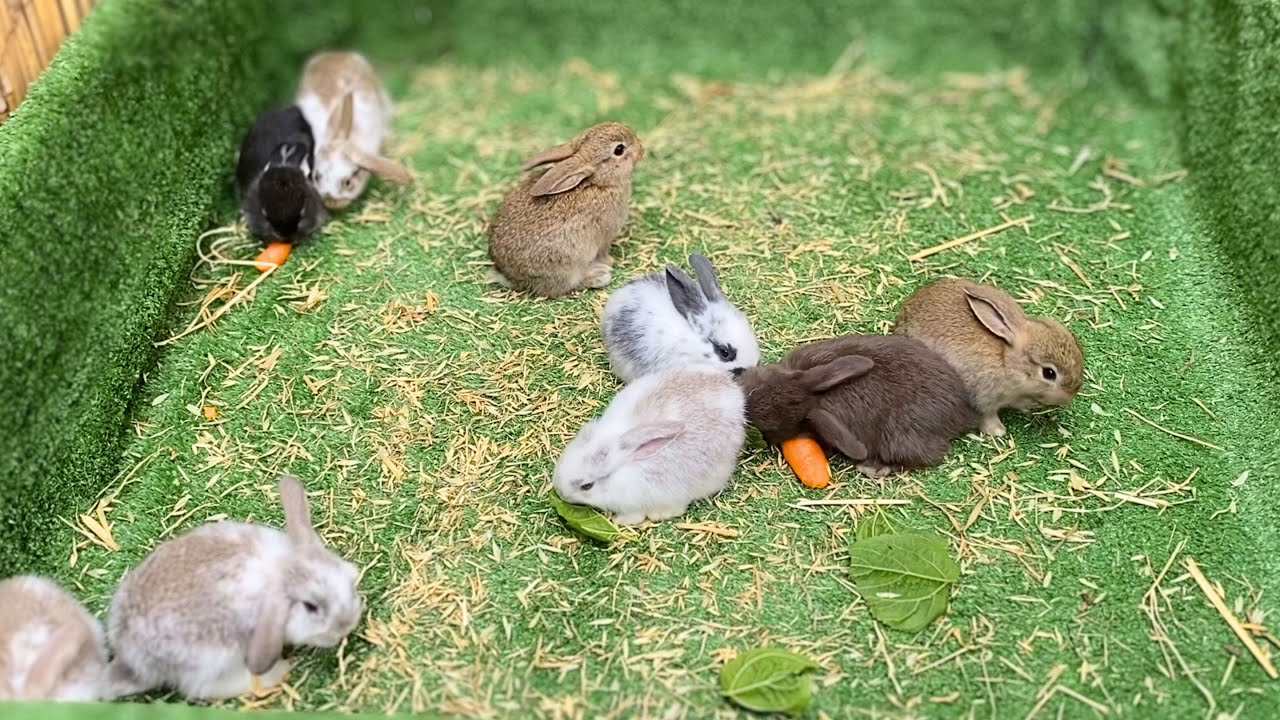 Adorable Baby Bunnies Playing and Eating! | Peaceful & No Background Music