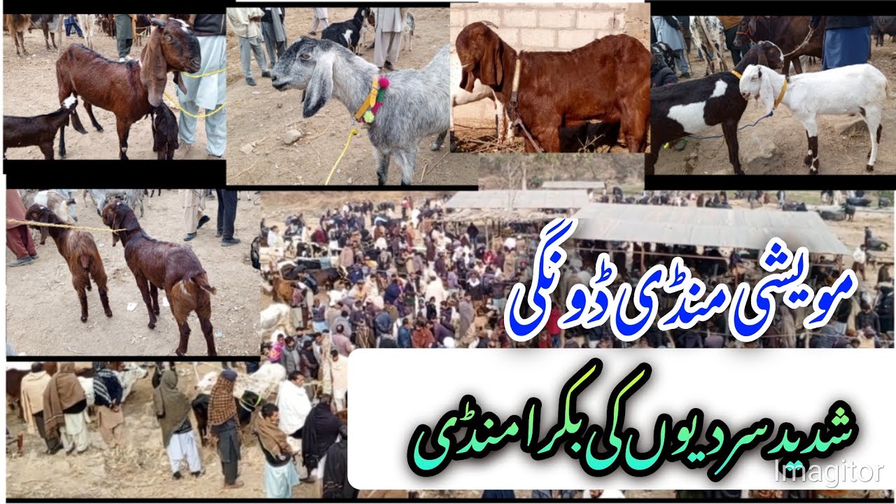 Shadeed sardiuo ki bakra mandi mevishi mandi dongi Azad Kashmir