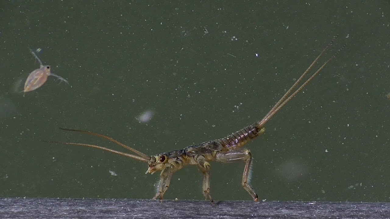 Plecoptera, Steinfliegen-nymphe, Ellerbach, Eifel, Germany C: Lothar Lenz