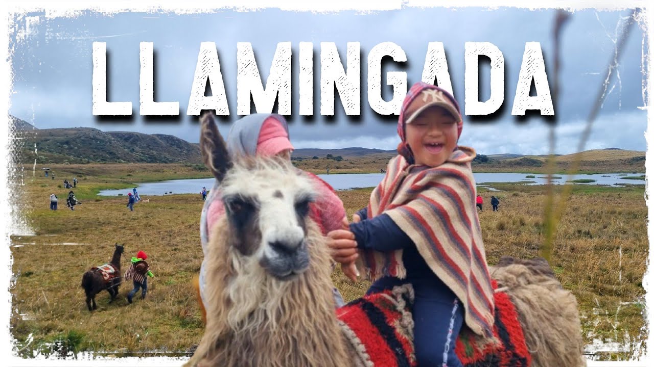 Que es la LLAMINGADA🦙 y por que es importante para LA VIDA⁉