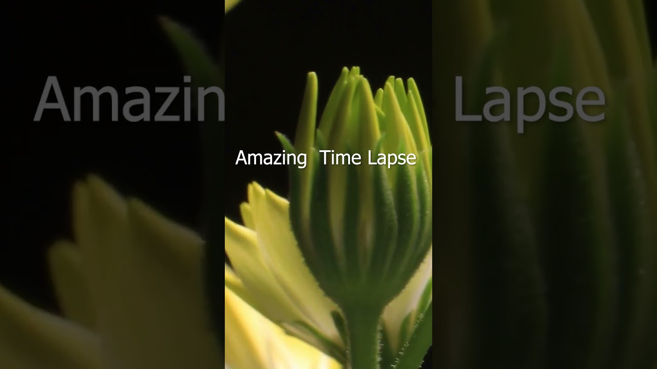 Close up bud growing time lapse 🌺😊😱 #shorts