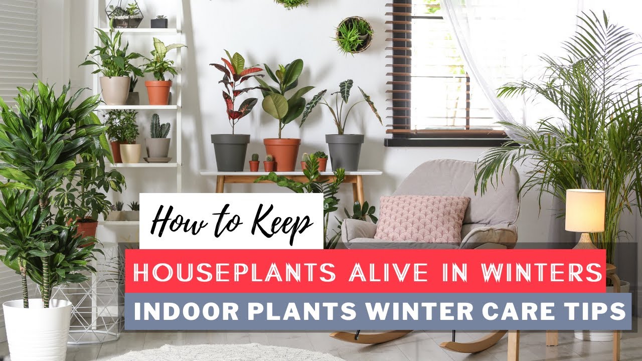 How to Keep Houseplants Alive in Winters | Indoor Plants Winter Care Tips