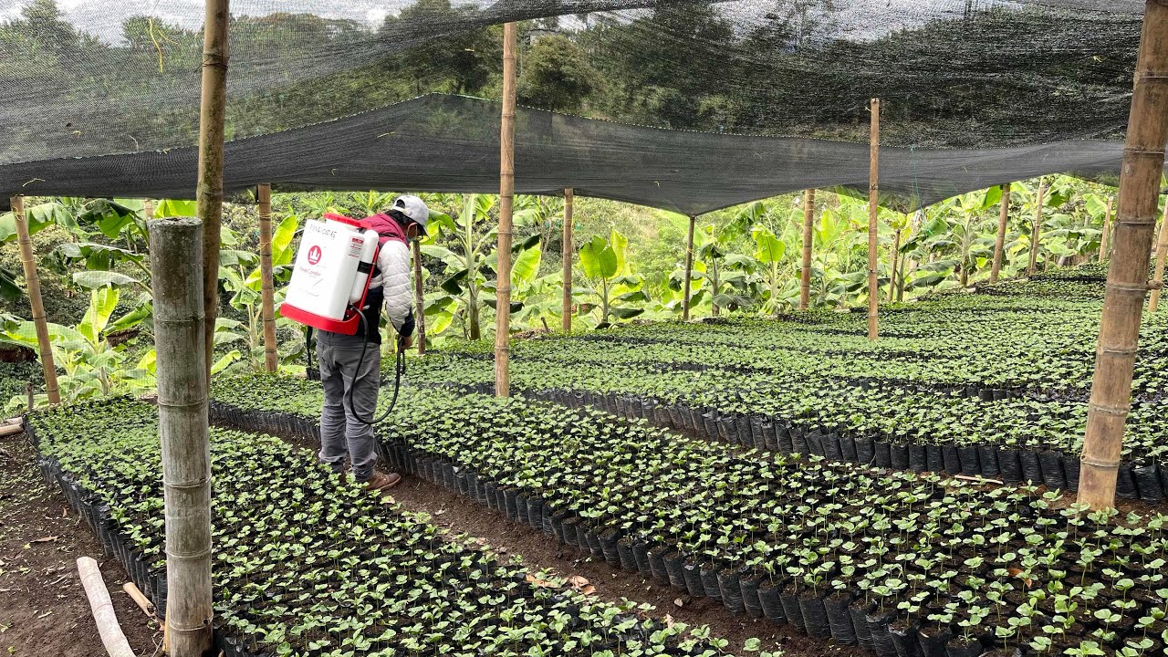 Mezcla para fumigar chapolas de café