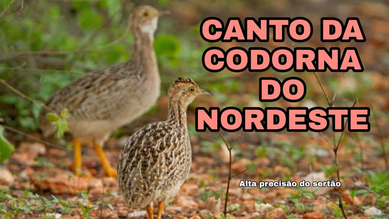 #conheca u canto dessa codorna do Nordeste #