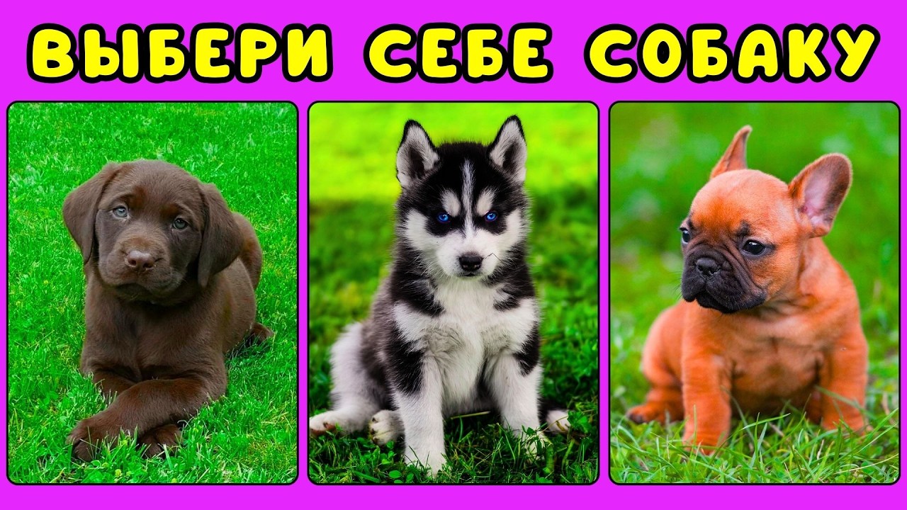 Выбери себе СОБАКУ🐶Выбирашки челлендж ЖИЗА