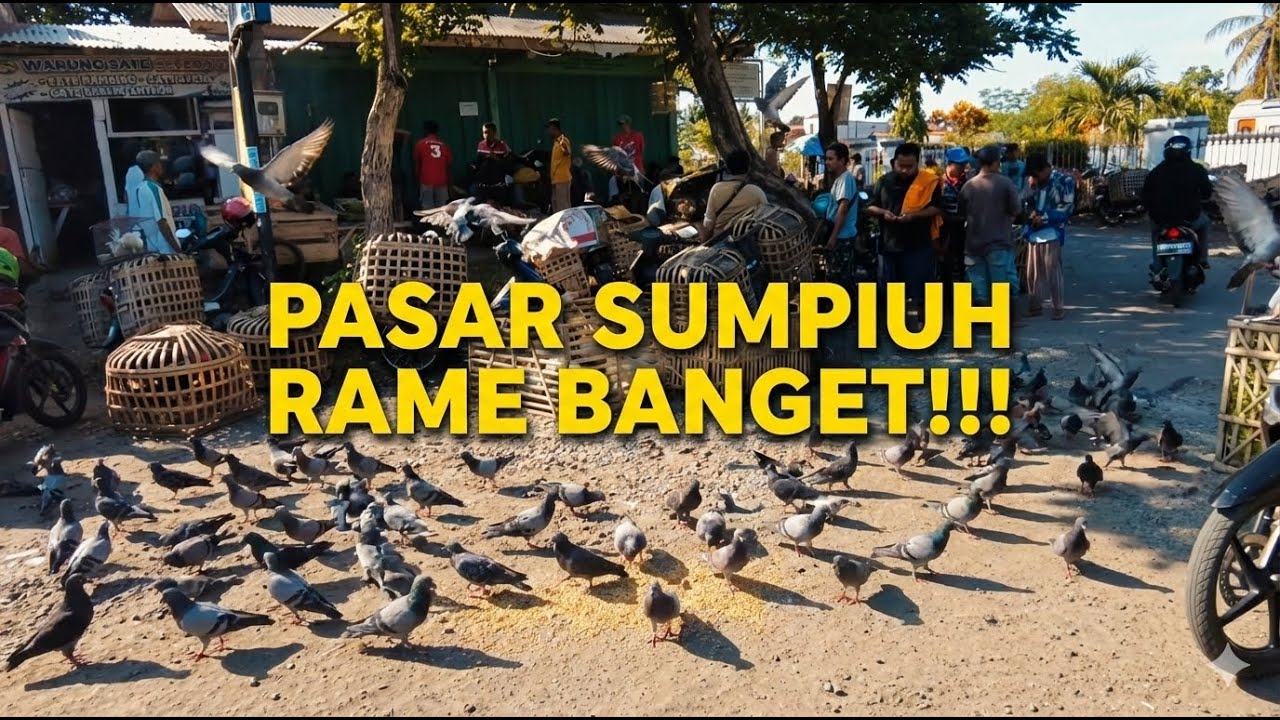 PASAR REBOAN SUMPIUH PUSATNYA MERPATI GACOR!!! 