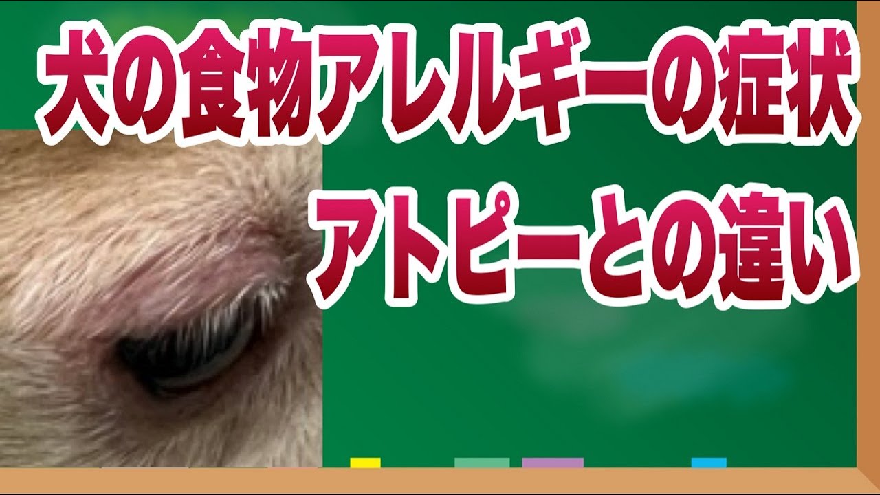 犬の食物アレルギーの症状は？アトピー性皮膚炎との違いについても解説