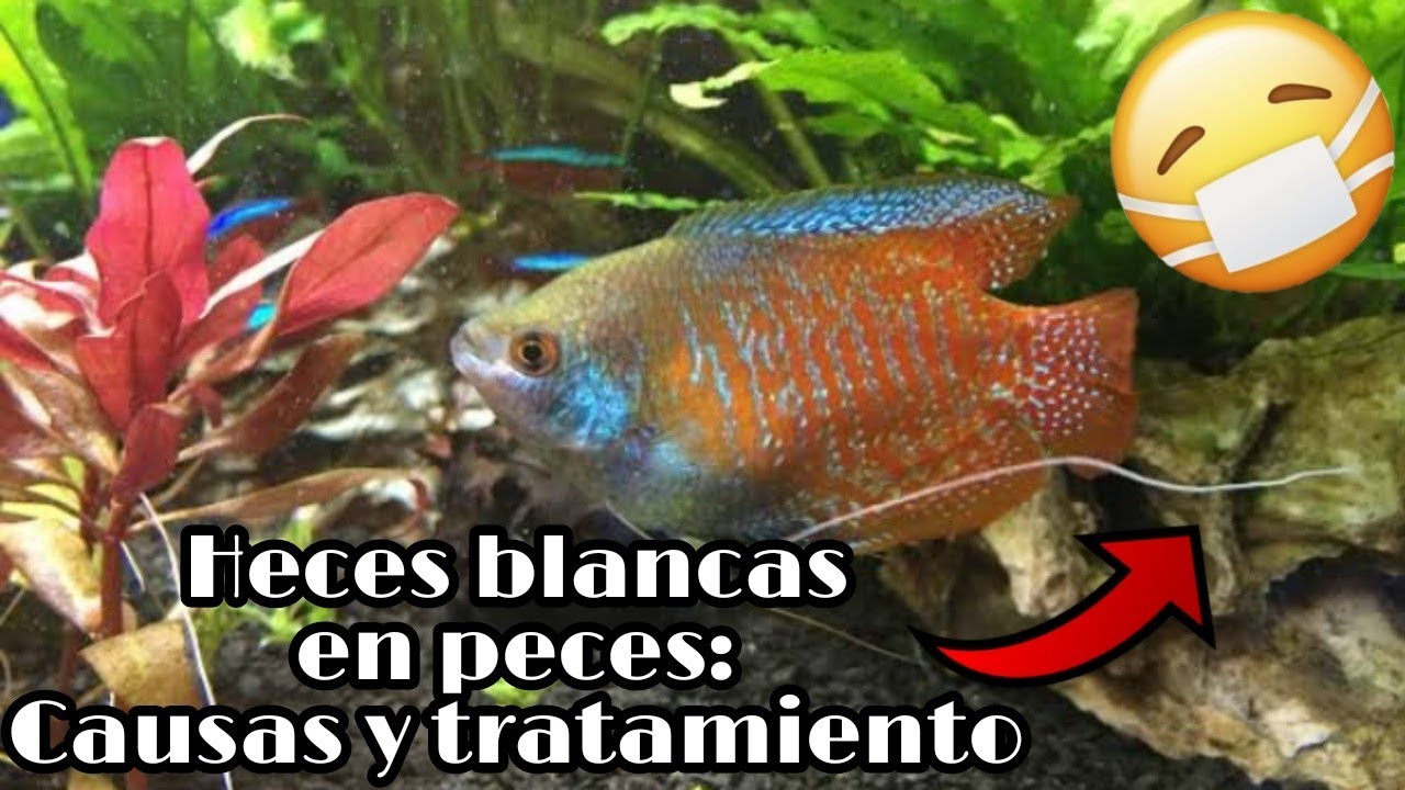 Heces blancas en peces | Parásitos intestinales
