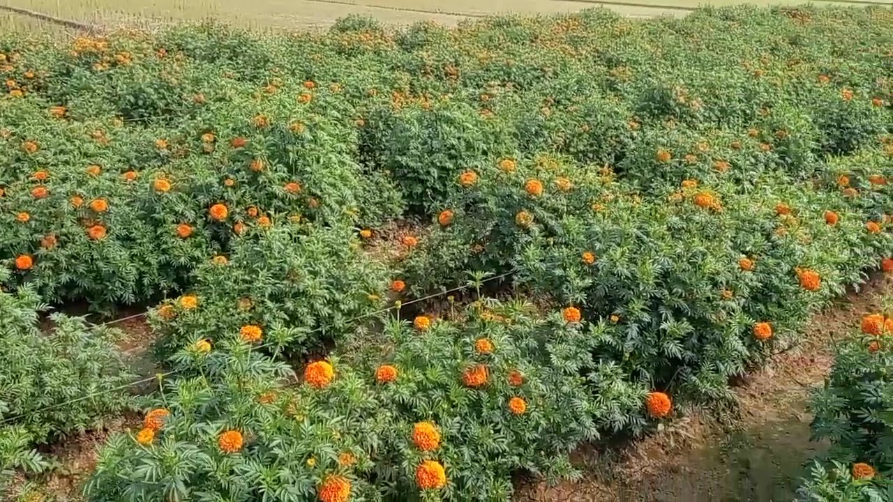 ফুল বাগান  vary naice.# ajim.villag.agro