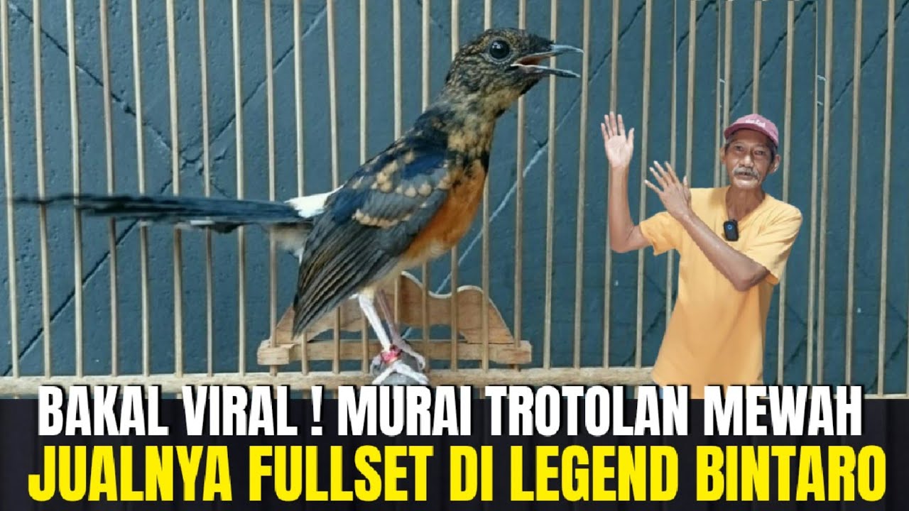 BAKAL VIRAL! PENDATANG BARU INI TERNYATA PUSAT TROTOLAN PROSPEK CALON JAWARA! LEGEND BINTARO TANGSEL