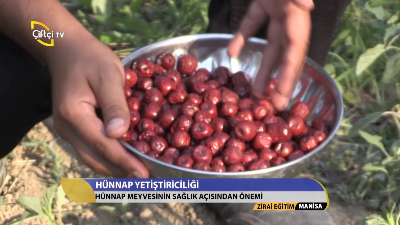 Zirai Eğitim-Hünnap Yetiştiriciliği