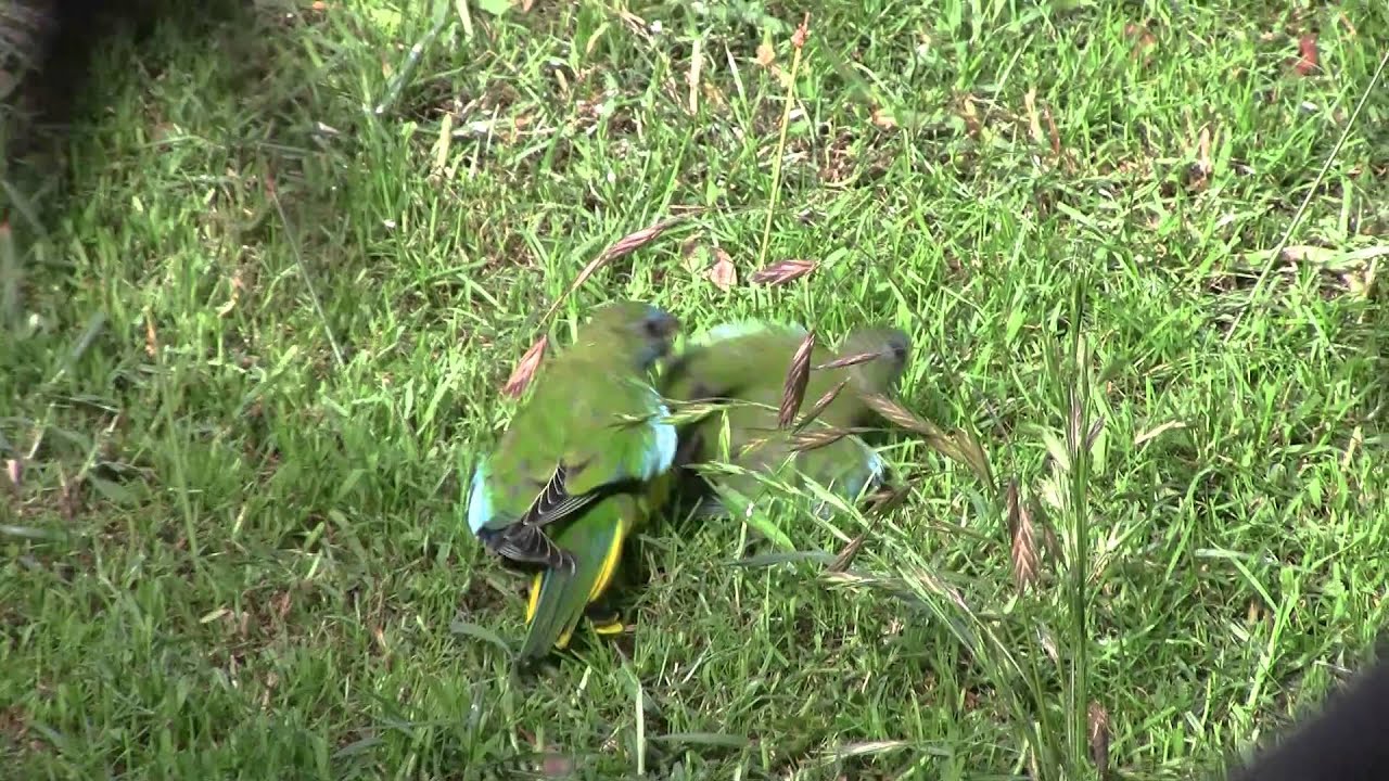scarlet-chested parrot squabble
