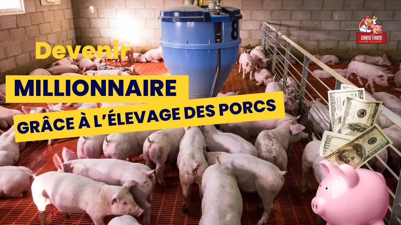 Devenir millionnaire grâce a l’élevage des porcs