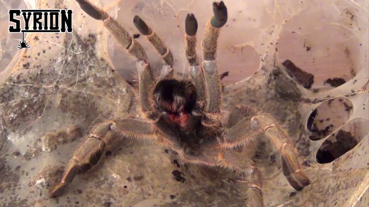 Pterinochilus lugardi samica 4,5DC zbliżenia w HD - Dodoma Baboon female HD