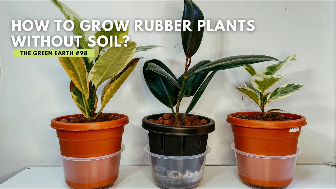 #98 Grow Rubber Plant in Water | Grow Rubber Tree Without Soil