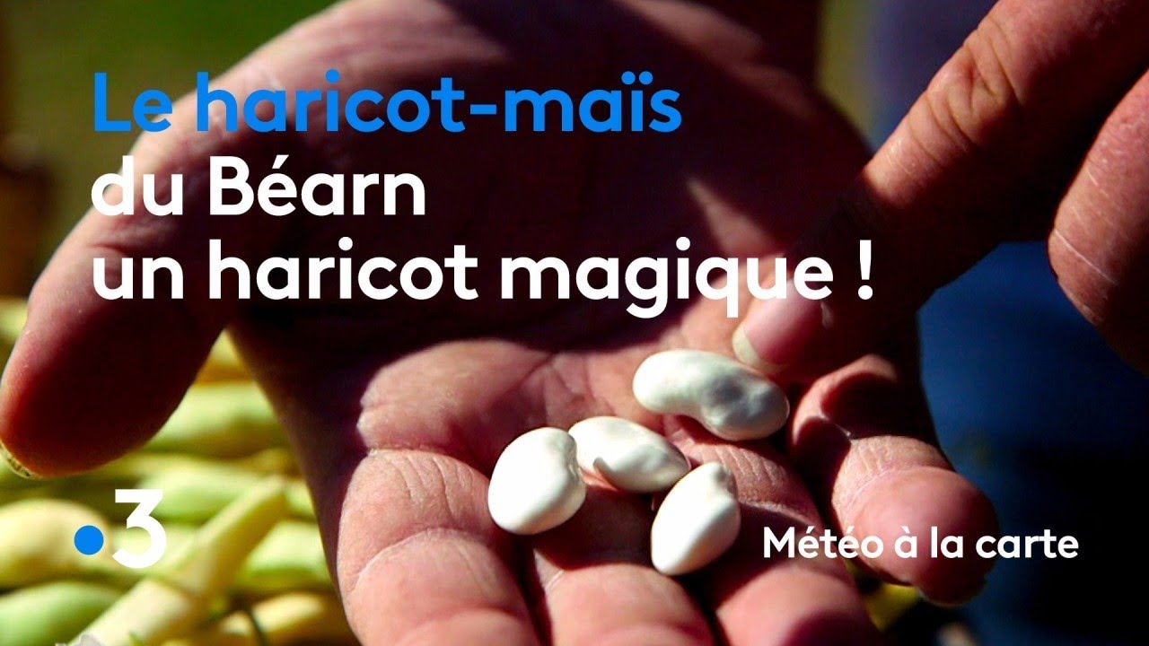 Le haricot-maïs du Béarn, un haricot magique ! - Météo à la carte
