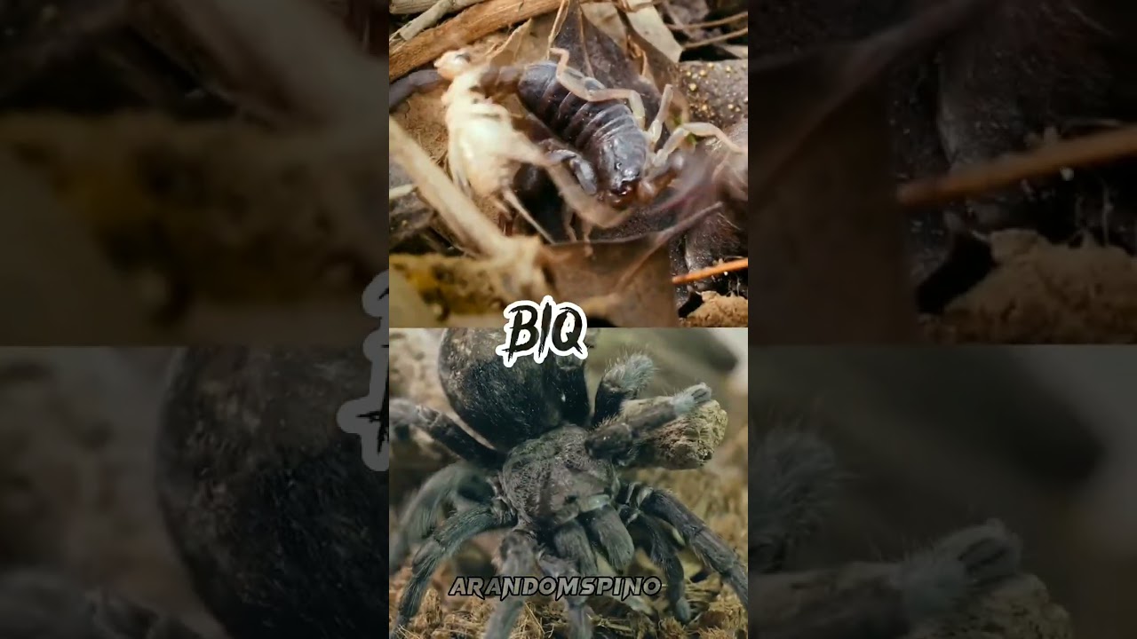 Scorpion VS Spider (Edit)