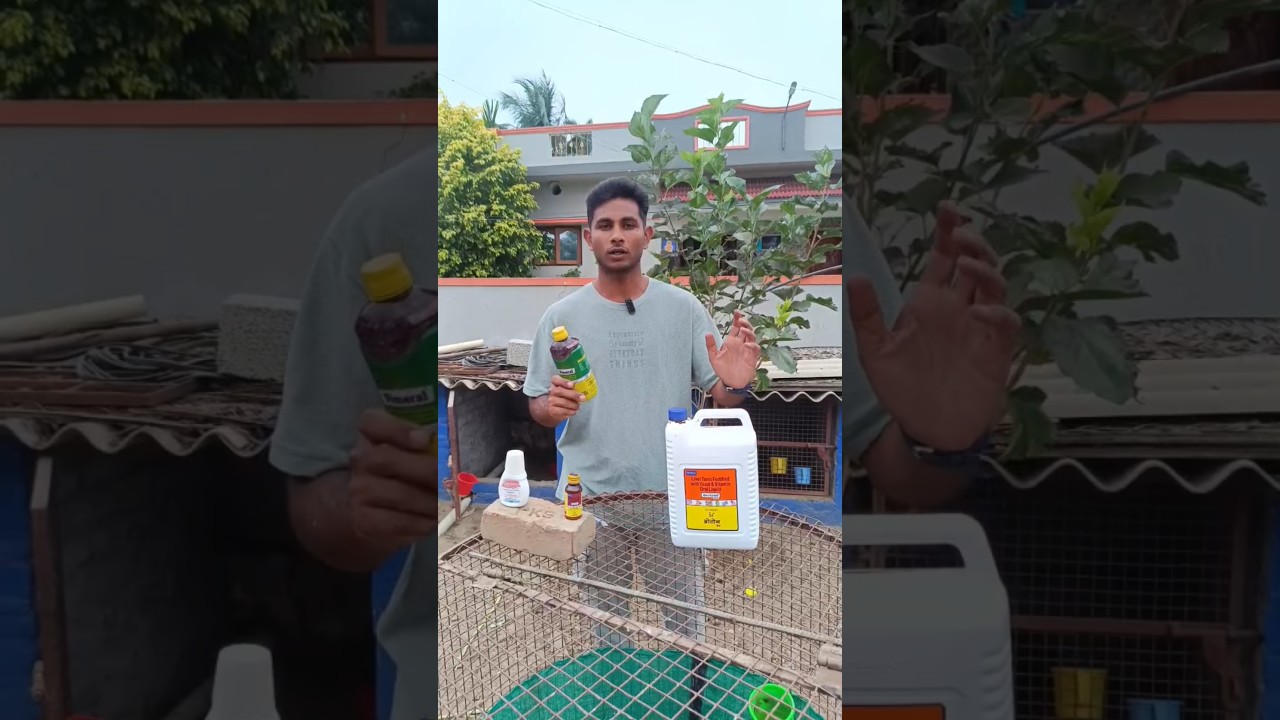 குடல் புழு🪱நீக்கம் செய்வது💊 எப்படி⁉️ -இரண்டு மாத பெருவடை கோழி குஞ்சுகளுக்கு⁉️  #poultry #medicine